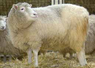 Dolly, el primer animal clonado de la histor