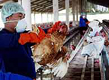 Un trabajador de una granja recoge los pollos para ser sacrificados