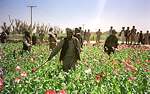 Un grupo de talibanes destruye una plantacin de opio en abril de 2000. 