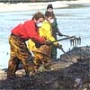Voluntarios limpiado de fuel las playas