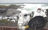Voluntarios llegados de toda Espaa limpian el petrleo en las rocas de "A Pedria", en la costa de Muxa, afectada por el vertido del petrolero "Prestige".