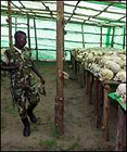 Un soldado de la UNO observa cientos de craneos, consecuencia de las matazas en Ruanda