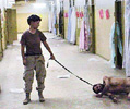 Lynndie England del Compaa 372 de la Polica Militar sujeta por el cuello con una correa a un prisionero, que est desnudo y tendido en el suelo